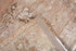 Antique Anatol Area Rug (2' x 2')